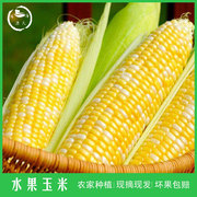 9斤_云南有机种植非转基因金银水果甜玉米新鲜可榨汁即食非种籽粒