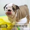 自家赛级英国斗牛犬幼犬活体宠物狗出售疫苗做齐视频挑选x