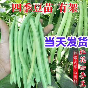 高产无架豆豇苗四季豆苗种子籽，无需搭架阳台盆栽，豆角蔬菜苗种苗孑