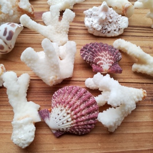天然真海螺贝壳壳断肢碎珊瑚套装水族馆造景装饰品微景观布置摆设