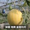 黄金皇后西瓜种子黄南方西瓜皮早熟种籽瓤红黄色水果种孑蔬菜种籽