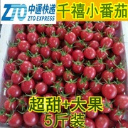 千禧小番茄5斤山东超甜时令，水果圣女果农家特产樱桃小西红柿