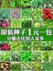 四季蔬菜种子香菜菠菜青菜，葱油麦菜白菜萝卜籽，黄瓜南方生菜籽种孑