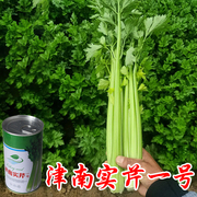 津南实芹一号芹菜种子香芹四季香芹，种籽大田高产四季播种蔬菜种孑