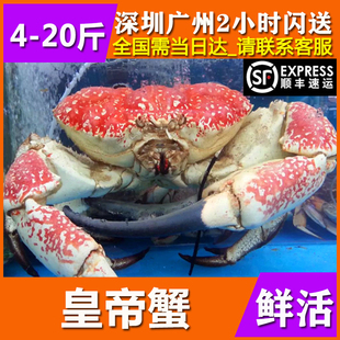 鲜活皇帝蟹澳洲新鲜海鲜水产特巨超大10帝王长脚蜘蛛雪螃蟹4-20斤