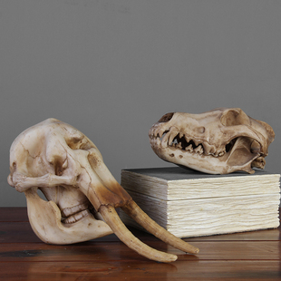 仿真大象头骨猴头骨狼头骨，豹头骨动物骨骼，化石科普教学道具摆件