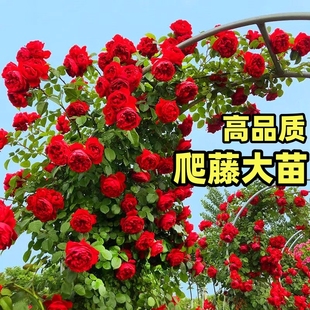 藤本月季花苗特大花浓香，庭院植物室内盆栽玫瑰，爬藤蔷薇四季开花卉