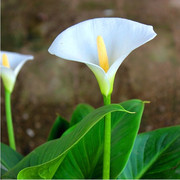 白色马蹄莲花苗盆栽，可水培花卉绿植室内阳台，马蹄莲纯白色花