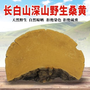 东北野生桑黄孔菌长白山茶一斤特干货级桑黄灵芝可打粉非西藏