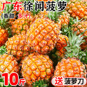 广东徐闻菠萝新鲜水果10斤香水菠萝凤梨金钻波萝整箱送去眼