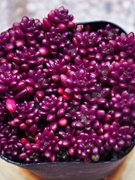 薄雪万年草多肉黄金草带盆栽，好紫米粒红色，浆果旋叶姬星美人植物