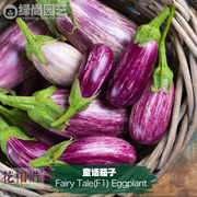 童话茄子种子进口小紫茄子四季播种阳台盆栽蔬菜种籽瓜果茄子苗
