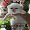 纯白加菲猫活体异国短毛猫，纯白加菲活体，幼猫纯种家养加菲猫幼猫q
