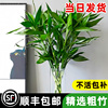 富贵竹水培植物室内招财转运竹子水养发财树带根客厅花卉绿植盆栽