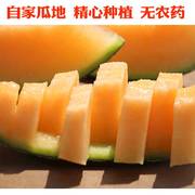 新疆哈密瓜吐鲁番西州蜜新鲜一箱当季水果甜瓜7-8斤香瓜