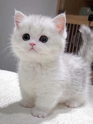 纯种赛级英短银渐层猫幼崽领养银点猫矮脚猫美国短毛猫活体宠物猫