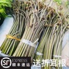 贵州野外生长新鲜甜蕨菜现采现摘龙爪菜野菜龙爪菜如意菜山菜