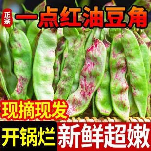 东北油豆角5斤新鲜现摘蔬菜，一点红油豆角九月青黑龙江整箱10