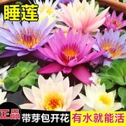 睡莲花根块水培植物花苗池塘水池水养花四季荷花盆栽花卉莲花根茎