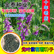 紫花苕种子果园长柔毛野豌豆毛苕子养蜂蜜源绿肥种籽箭舌豌豆种子
