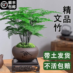 文竹盆栽绿植室内客厅植物办公室桌面花卉盆景四季青好养创意摆件