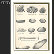 英国1890年古董平印木刻版画，博物图鉴百科瓣鳃亚目砗磲贝类