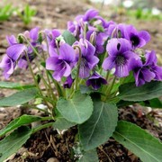 紫花地丁种子地被花卉花籽花种野花庭院阳台盆栽耐荫耐寒秋季宿根