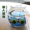桌面小植物marimo海藻球生态瓶微景观，马里莫(马里莫，)球藻女生小礼物小宠物