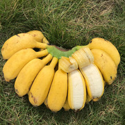 广西新鲜小米蕉香蕉水果小香蕉现摘当季香焦芭蕉整箱10斤