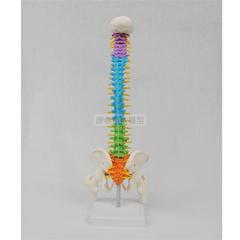 45cm人体脊柱模型生理弯曲腰椎间盘神经骨盆股骨头正骨练手小针s