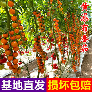 黄瀑布番茄苗四季播黄红紫黑番茄种子阳台盆栽西红柿水果当季新种