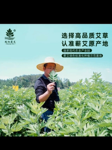 湖北蕲春艾苗艾草根艾种子驱蚊家用泡脚散装天然药材月子艾叶种植