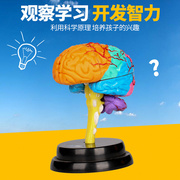 怡高脑部专业套装4d大脑，模型儿童科学实验玩具，diy塑料拼装积木