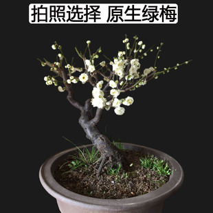 原生绿梅老桩带花苞盆栽梅花，盆景树苗实物图一物一拍绿萼梅花