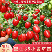 超甜釜山88玲珑果苗秧带土球红樱桃番茄圣女果种子春秋盆栽四季苗