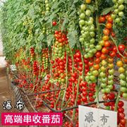 圣女果种子小番茄种子超甜爆汁阳台，盆栽庭院高产水果种子四季播种