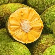 海南三亚菠萝蜜新鲜水果，当季黄肉一整个20-40斤木波罗蜜