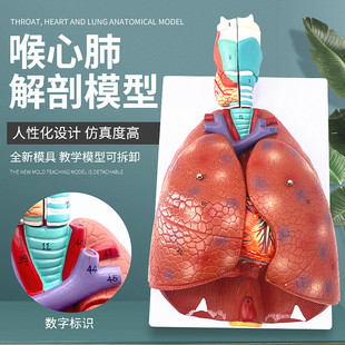 自然大人体喉心肺，模型喉咙甲状腺肺心脏，模型人体呼吸系统模型