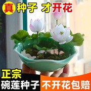 碗莲种子四季水培植物花卉莲，花莲子花种籽子客厅睡莲荷花盆栽花籽