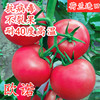 番茄种子进口耐热西红柿种籽抗病毒抗高温不裂果大果高产欧诺