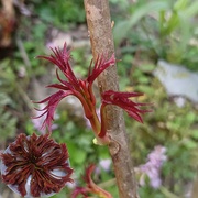 香椿芽新鲜红油香椿茬香椿菜重庆农家春尖头春天嫩芽现摘应季蔬菜