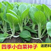 高产四季易种植小白菜种植种子家庭园艺种子种籽蔬菜种子菜