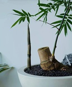直播间一物一拍小叶簕竹茶桌，盆景盆栽绿植生桩练手桩四季常青