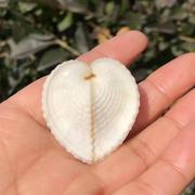 天然海螺贝壳扁白心形蛤鸡心蛤爱心贝白水族装饰表白稀有标本