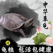 中华草龟冷水外塘龟小乌龟活物长寿招财龟观赏龟金线龟墨龟草龟苗