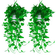 绿萝盆栽室内吸甲醛植物垂吊绿植净化空气花卉水培除甲醛长藤绿箩
