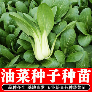 油菜种苗上海青油菜秧苗紫油菜种子鸡毛菜奶油小白菜蔬菜种籽四季
