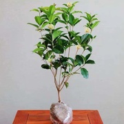 庭院芳香四溢浓香型四季桂，花苗金桂盆栽花卉，绿植室内阳台庭院种植