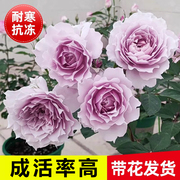 幻紫月季花苗特大花朵型室内盆栽玫瑰四季带花苞老桩绿植花卉植物