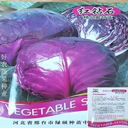 早熟紫甘蓝种子四季结球包心紫白菜种籽易种耐寒孢子卷心蔬菜种籽